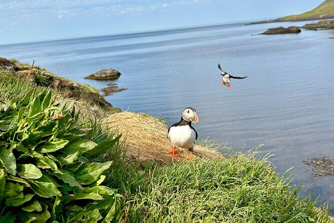 1 Hour Iceland Nature and Wildlife RIB Small Group Guided Safari - Guides, humor, and how spotting actually happens