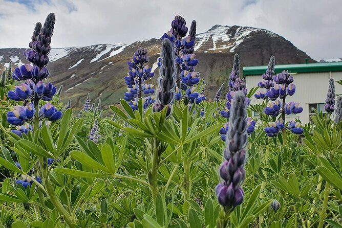 1-Hour Siglufjörður Stroll - What you’ll actually see while the guide narrates