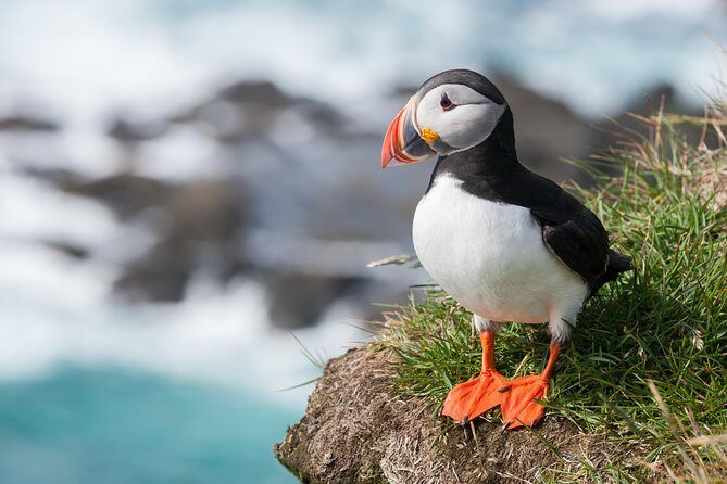 1-Hour Small Group Sightseeing Boat Tour in Vestmannaeyjar - Why this Vestmannaeyjar ribsafari is such good value for your time