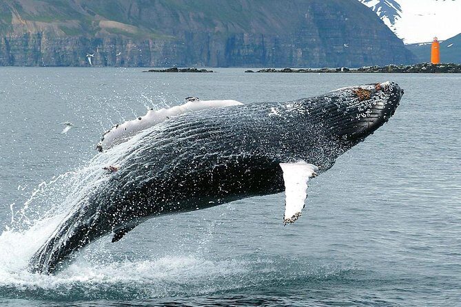 100% Whale Watching - Snacks, Hot Drinks, and the Rain Plan