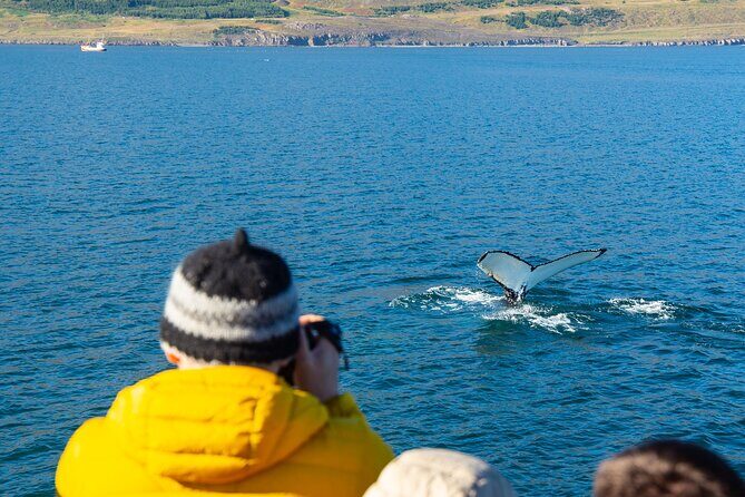 100% Whale Watching - Motion Sickness, Clothing Layers, and Practical Tips
