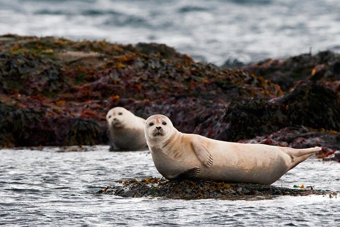 2-Day West | Lava Cave, Snæfellsnes & Silver Circle - Small Group - Day 1 on the Snæfellsnes Peninsula: seals, black churches, and basalt cliffs