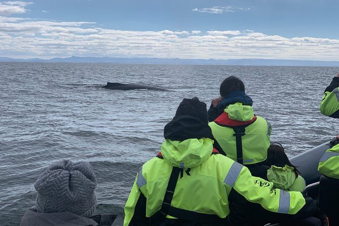 2-Hour RIB Boat Whale Watching Tour from Reykjavik - Check-in at Old Harbour: where your tour really starts