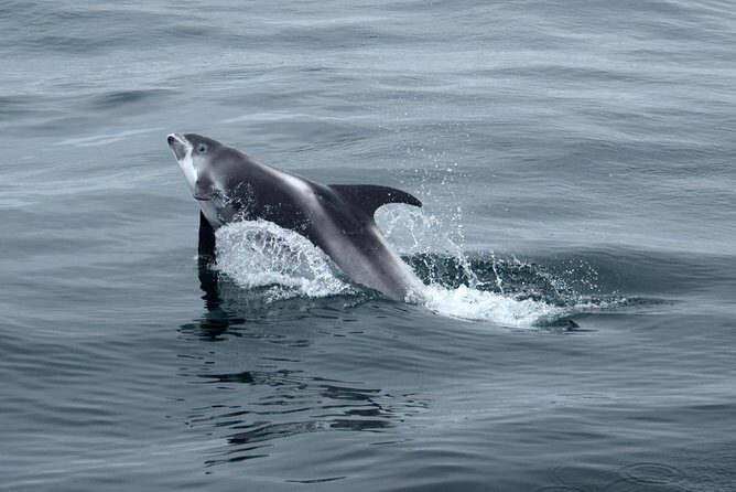 2-Hour RIB Boat Whale Watching Tour from Reykjavik - The return cruise: Reykjavík coastline time and camera opportunities