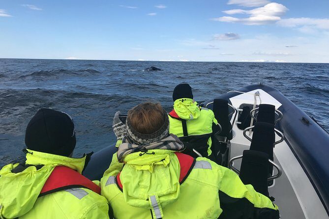 2-Hour RIB Boat Whale Watching Tour from Reykjavik - Price and value: does $189.87 make sense for 2 hours?