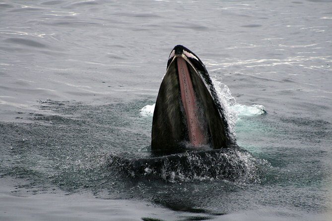 2-Hour RIB Boat Whale Watching Tour from Reykjavik - Who should book this RIB whale watch from Reykjavik