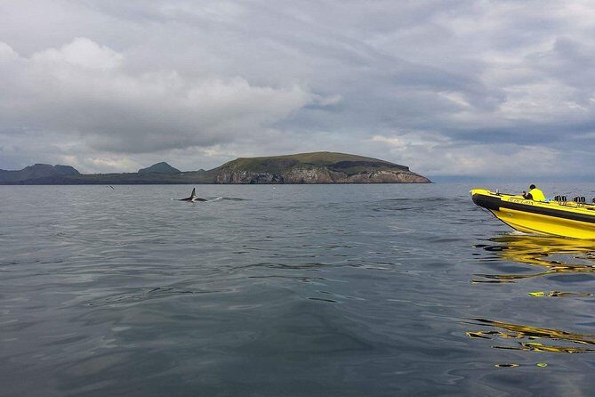 2 hour Round Trip in Vestmannaeyjar on a RIB Boat - Stop 2: sea caves, elephant rock, and the bird circuit