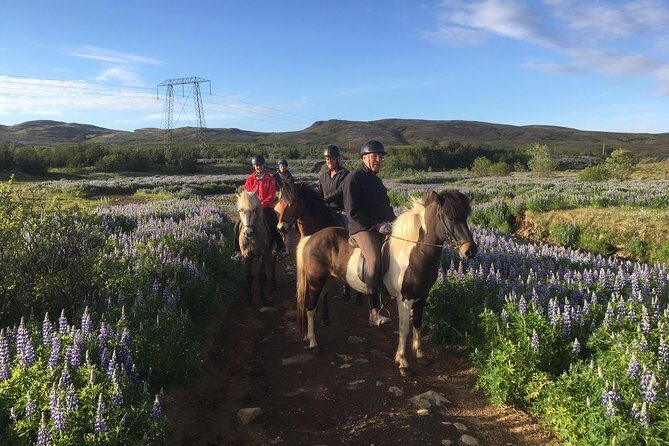 2 hours Private Horse Riding to Lake Hafravatn, Reykjavík - Mos - Meet the horses first: the prep time that makes the ride feel safe