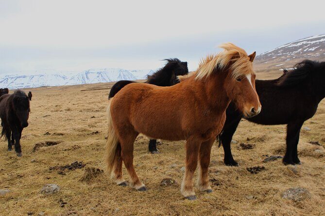 8 Day Winter Circle Tour, Ring Route of Iceland with Snæfellsnes Peninsula - Day 1: Thingvellir, Gullfoss, Geysir, then a Northern Lights base