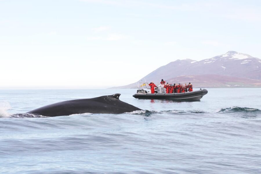 Akureyri: 2-Hour Whale Watching Express by RIB Speedboat - Eyjafjord Whales, but Make It Fast: How the RIB Express Works