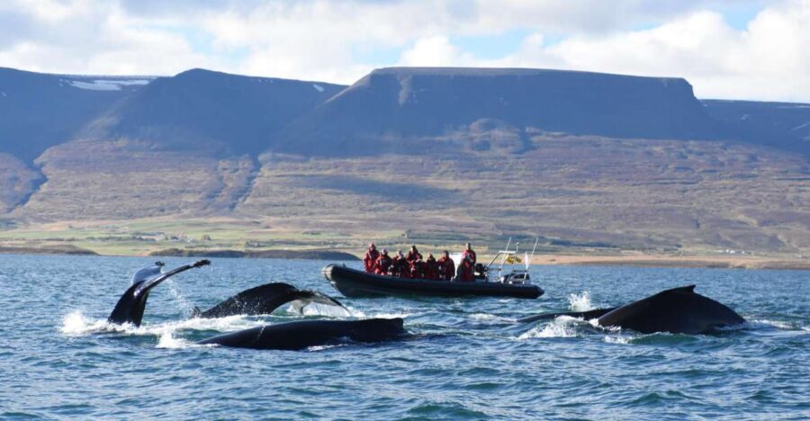 Akureyri: 2-Hour Whale Watching Express by RIB Speedboat - Oddeyrarbót 2: Your 30-Minute Check-In and Suit-Up Plan