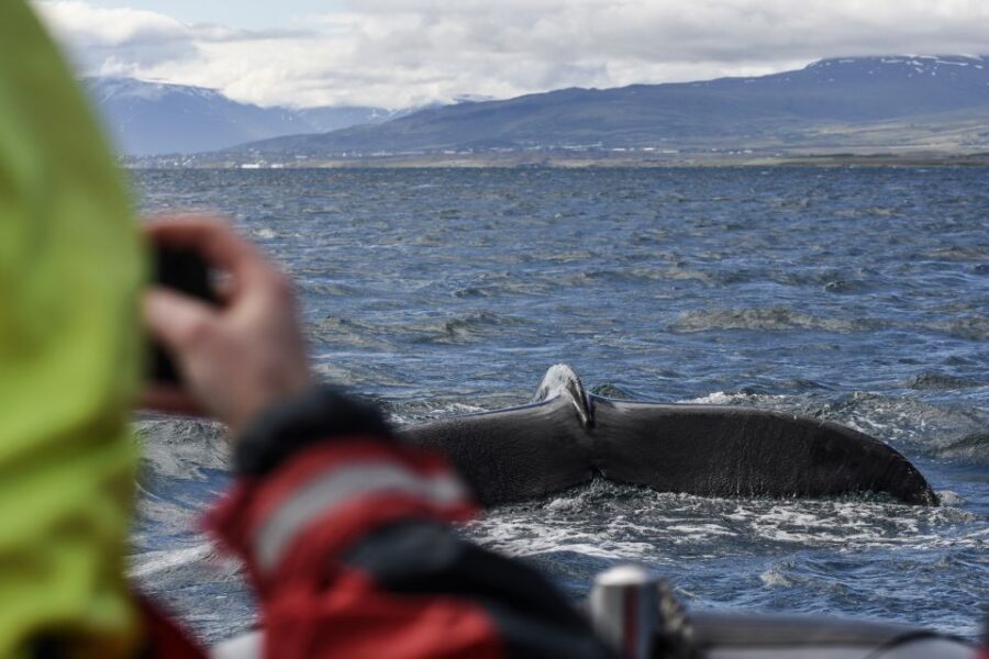 Akureyri: 2-Hour Whale Watching Express by RIB Speedboat - The Wildlife Search in Eyjafjord: Whales, Birds, and Big Moments