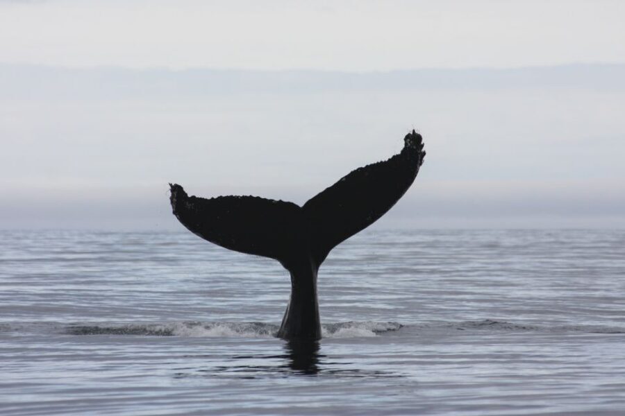 Akureyri: 2-Hour Whale Watching Express by RIB Speedboat - Safety, Weather, and the Reality of Getting Wet