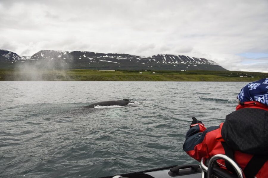 Akureyri: 2-Hour Whale Watching Express by RIB Speedboat - A Typical Flow of Your 2 Hours (What Happens From Pier to Return)
