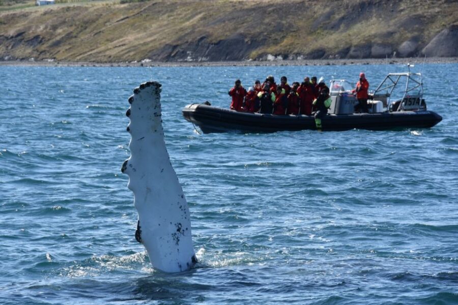 Akureyri: 2-Hour Whale Watching Express by RIB Speedboat - Should You Book It?