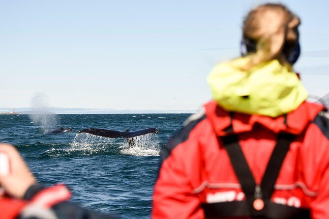 Akureyri Express Whale Watching by RIB boat - Where You Start: Akureyri Pier at Elding Whale Watching