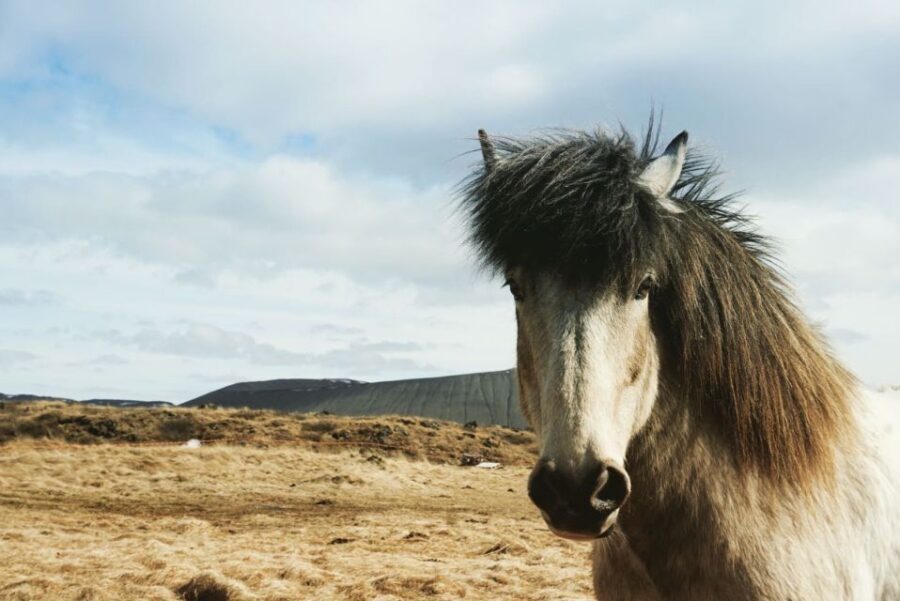 Akureyri Port: Lake Mývatn & Goðafoss Waterfall Day Trip - Price and Value: Is $179 Worth It for One Day?