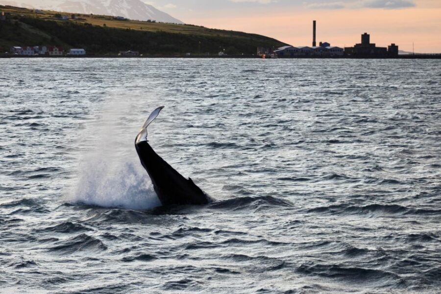 Akureyri: Whale Watching in the Midnight Sun - The 3-hour flow: what the cruise feels like once you leave the pier