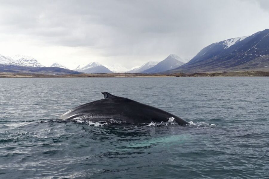 Akureyri: Whale Watching in the Midnight Sun - Guides, whale behavior, and what you’ll learn while scanning