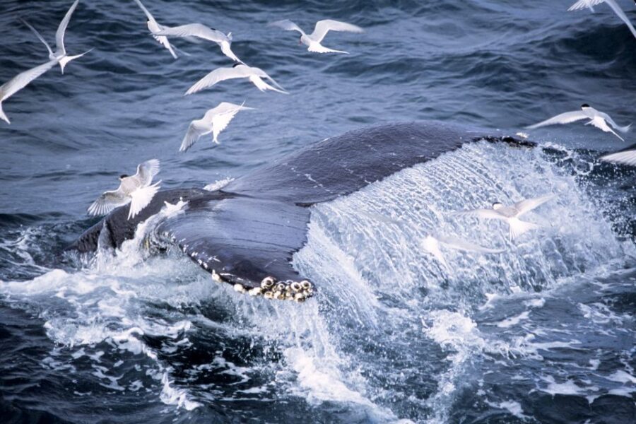 Akureyri: Whale Watching in the Midnight Sun - What you’re most likely to see (and what changes the odds)