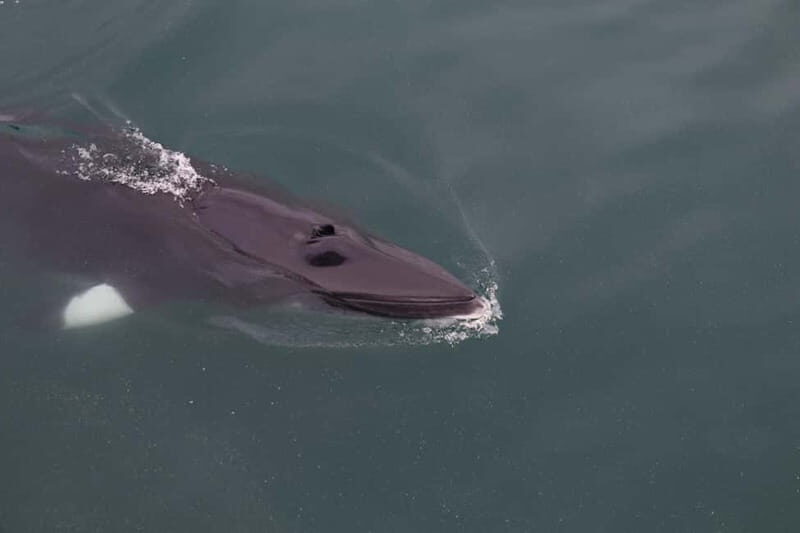 Akureyri: Whale Watching Shore Excursions - Key things I’d bank on before you go