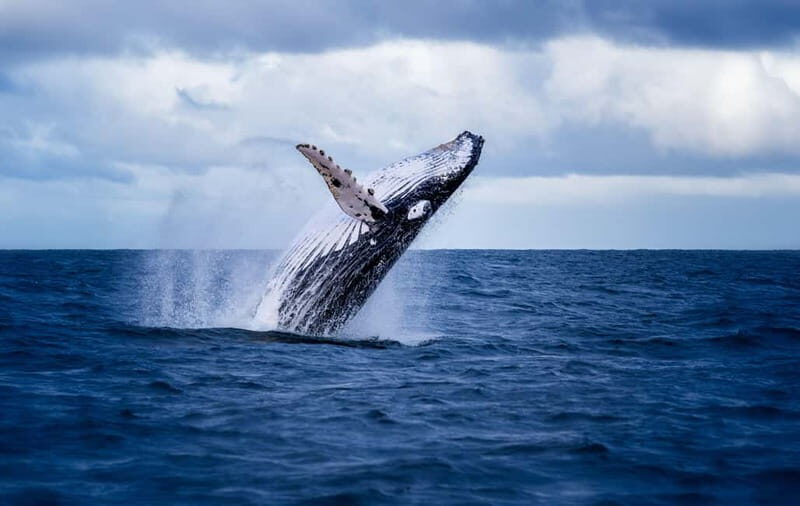 Akureyri: Whale Watching Shore Excursions - Setting Sail from Akureyri: Why Eyjafjörður is the real draw
