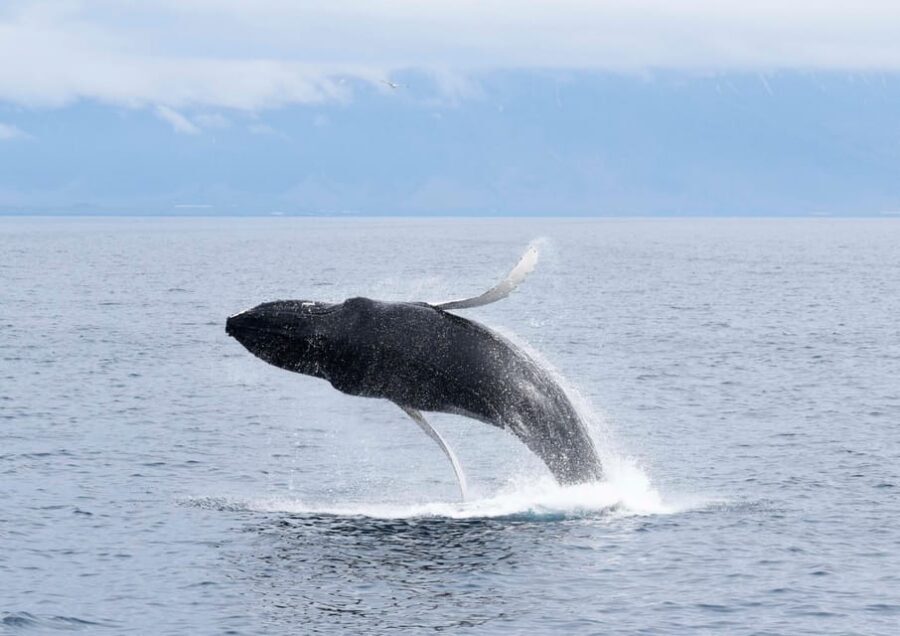 Akureyri: Whale Watching Tour & Forest Lagoon Entrance - Key things I’d plan for