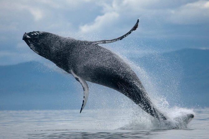 ATV & Whale Watching Full day adventure in Reykjavik - How the Full-Day Plan Fits Together in Reykjavik