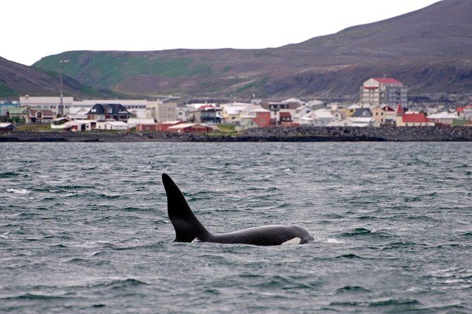 ATV & Whale Watching Full day adventure in Reykjavik - Harbor Break: Where the Day Feels Real