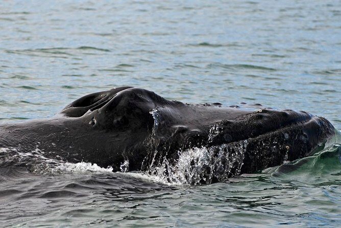 ATV & Whale Watching Full day adventure in Reykjavik - Group Size and the Feel of the Day