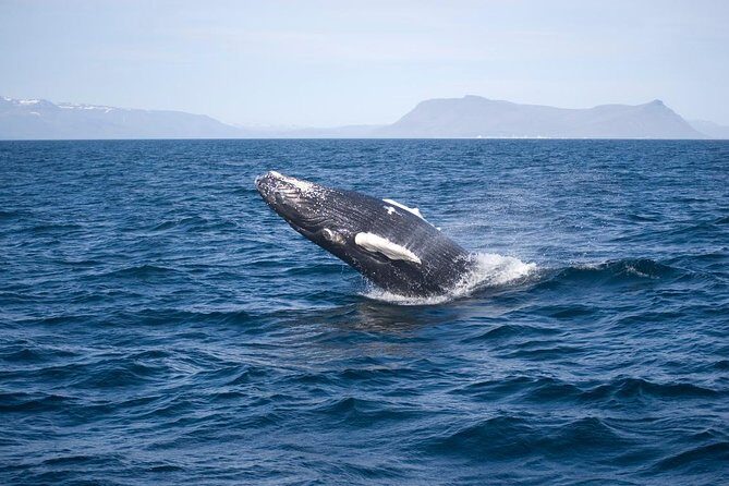 ATV & Whale Watching Full day adventure in Reykjavik - Who This Tour Suits Best