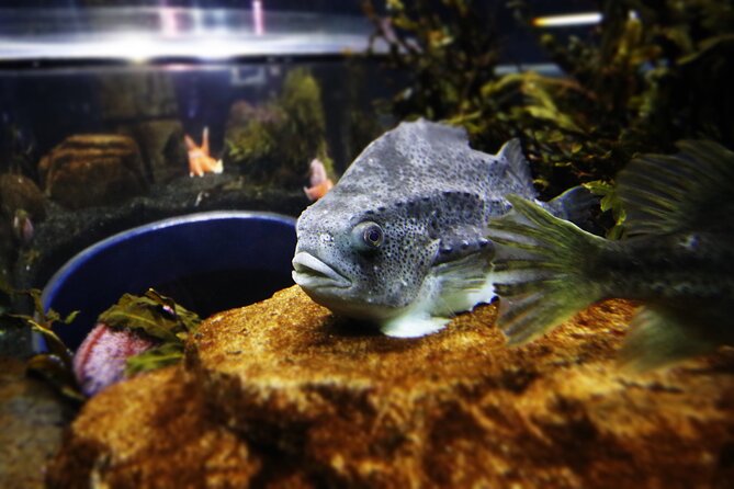 Beluga and Puffin Sanctuary Visitor Centre with Aquarium - Key highlights before you go
