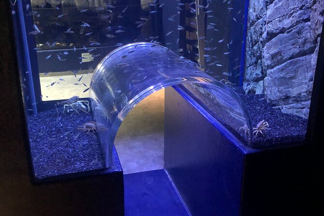 Beluga and Puffin Sanctuary Visitor Centre with Aquarium - Beluga and Puffin Sanctuary in Vik: what this stop is really about