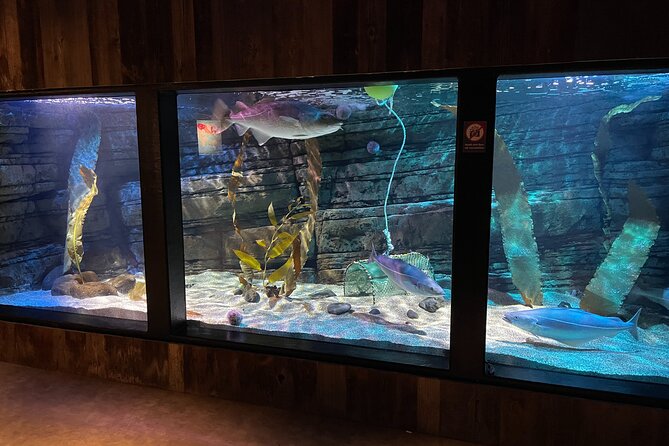 Beluga and Puffin Sanctuary Visitor Centre with Aquarium - Native species aquarium: more Iceland Sea life in one stop