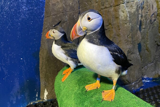 Beluga and Puffin Sanctuary Visitor Centre with Aquarium - The 40-minute visit flow: how to pace yourself