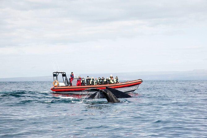 Big Whales & Puffins RIB boat tour from Húsavík - The RIB boat setup: small group comfort with real viewing power