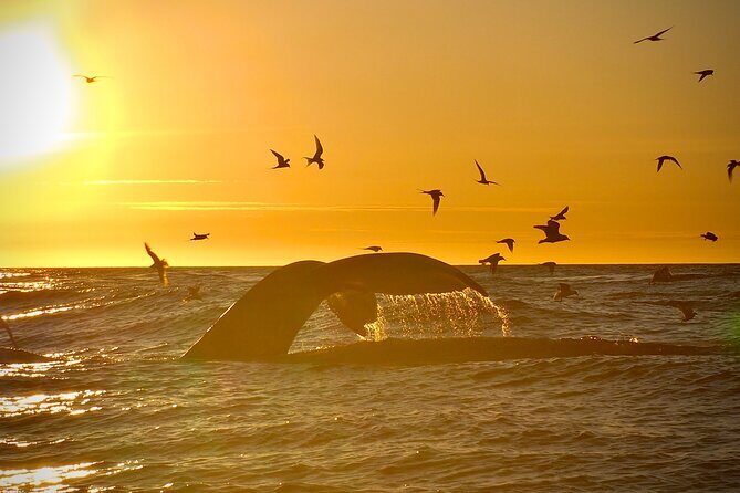 Big Whales & Puffins RIB boat tour from Húsavík - Lundey Puffin Island stop: how puffins depend on your dates