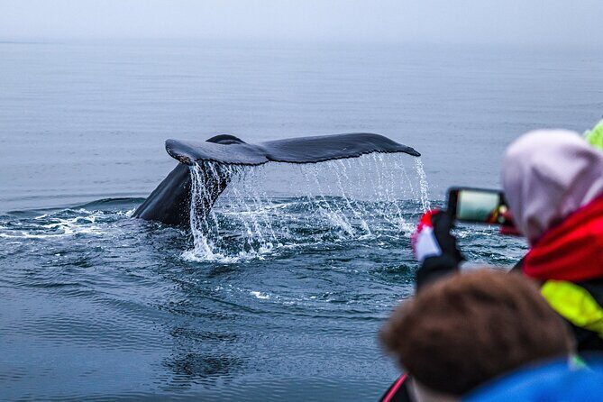 Big Whales & Puffins RIB boat tour from Húsavík - Tjörnes peninsula fossil views: the quick science moment from the sea