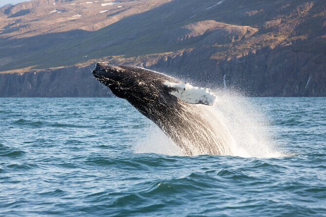 Big Whales & Puffins RIB boat tour from Húsavík - Gear for Iceland wind: the warm suits solve the hard part