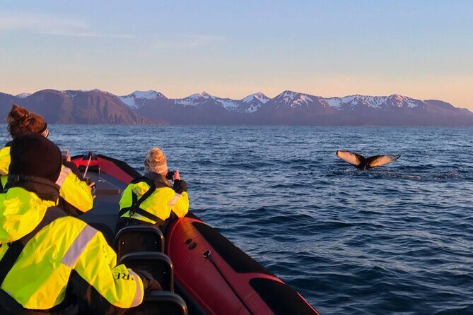 Big Whales & Puffins RIB boat tour from Húsavík - Price and value: is $203.16 worth it?