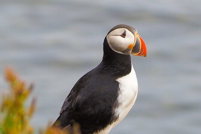 Big Whales & Puffins RIB boat tour from Húsavík - When conditions change: why “hit or miss” is real
