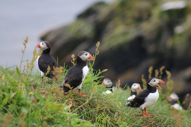Classic Puffin Watching Cruise from Downtown Reykjavík - Key takeaways before you board