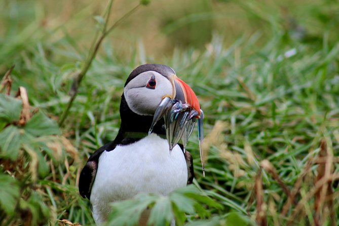 Classic Puffin Watching Cruise from Downtown Reykjavík - Reykjavik’s puffins, minus the long drive and big crowds