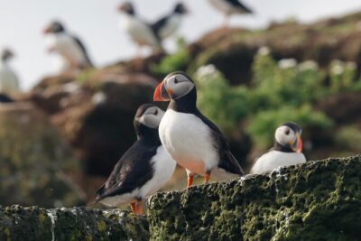 Classic Puffin Watching Cruise from Downtown Reykjavík - Meeting at Old Harbour and boarding the smaller boat