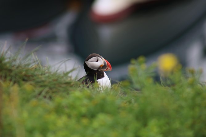 Classic Puffin Watching Cruise from Downtown Reykjavík - What’s included vs. what you’ll need to handle yourself
