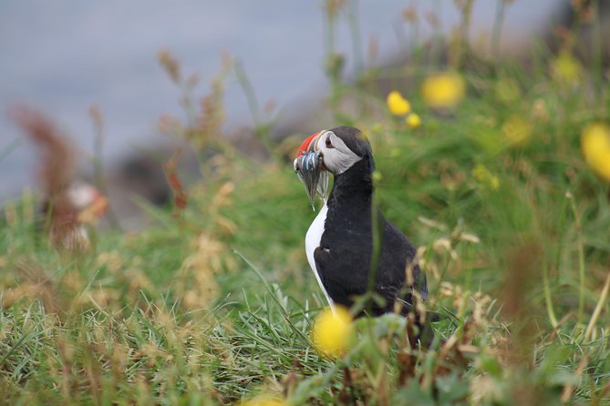 Classic Puffin Watching Cruise from Downtown Reykjavík - Weather, seasickness, and how to make the ride more pleasant
