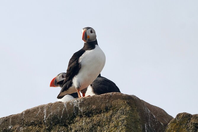 Classic Puffin Watching Cruise from Downtown Reykjavík - Price and value: is $60 a fair deal?