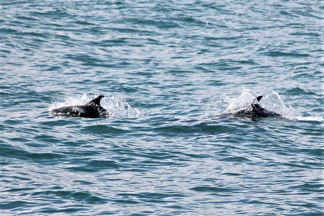 Deluxe Whale Watching and Whales of Iceland Exhibition Combo from Reykjavik - The Atlantic cruise: how sightings and narration actually work
