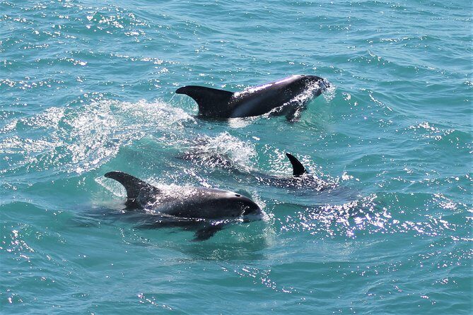 Deluxe Whale Watching and Whales of Iceland Exhibition Combo from Reykjavik - Comfort on cold water: overalls, heated cabins, and seasickness help