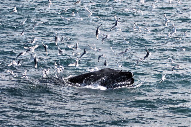 Deluxe Whale Watching and Whales of Iceland Exhibition Combo from Reykjavik - The Whales of Iceland exhibition: what you do after the boat